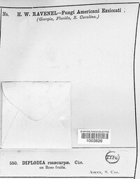 Diplodia rosaecarpa image
